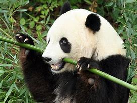 Image result for Bambus Panda