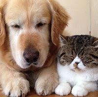 Image result for Cat and Dog BFFs