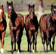 Image result for 4 Horses