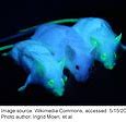 Image result for Green Fluorescent Axolotl