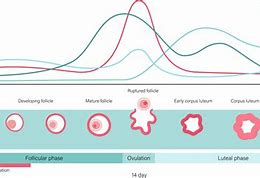 Image result for Follicular and Luteal Phase