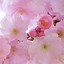 Image result for Cherry Blossom Phone Wallpaper