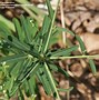 Image result for Euphorbia corollata