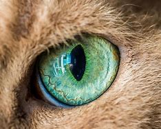 Image result for Cool Cat Eyes