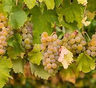 Image result for Champagne Grapes