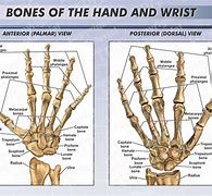 Image result for Bones of the Wrist and Hand with Notes