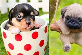 Image result for Funny Cute Puppies