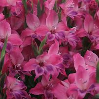 Image result for Gladiolus nanus Vulcano