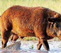 Image result for Wild Hogs in Houston