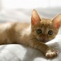 Image result for Cute Cat Desktop Wallpaper