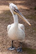 Image result for Pelican 8030