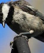 Image result for Black and White Bird One for Sorrow