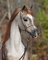 Image result for Red Roan Arabian Horse