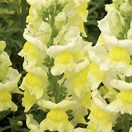 Image result for Snapdragon Yellow Color