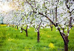 Image result for Apple Blossom Orchard