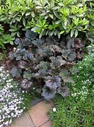 Image result for Heuchera Mocha (r)