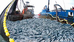 Image result for Gaint Wide Fishing Net
