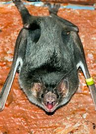 Image result for Black Bat Animal