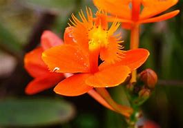 Image result for Colombia National Flower