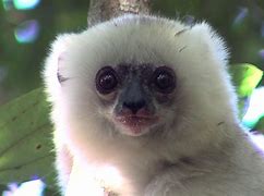 Image result for Silky Sifaka Lemur