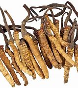 Image result for cordyceps_sinensis