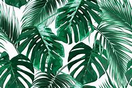 Image result for Tropical Leaves iPhone 11 Wallpaper