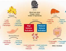 Image result for Obesity Inflammation