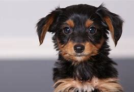 Image result for Doxie Mix Dog