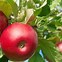 Image result for Ambrosia Apple