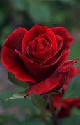 Image result for Beautiful Red Roses