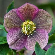 Image result for Helleborus orientalis blue lady