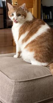 Image result for Mr Chonkers Cat