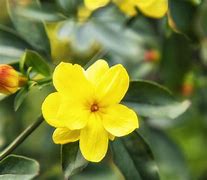 Image result for Evergreen Jasmine