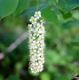 Image result for North American Black Cherry Tree