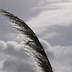 Image result for Birds Flying in the Sky Shot From a Drone High Quality