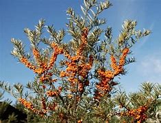 Hippophae rhamnoides Friesdorfer Orange に対する画像結果