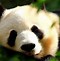Image result for Black and White Panda Bear with Bamboo