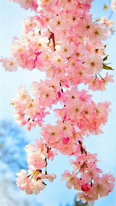 Japanische Kirschblüte Hintergrundbilder Pc Blumen