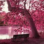 Image result for Hot Pink Nature