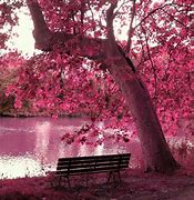 Image result for Background Design Pink Nature