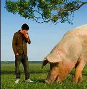 Image result for World Biggest Pig