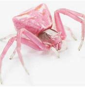 Image result for Scariest Spider Ever