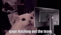 Image result for Flashbang Cat GIF