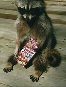 Image result for Funny Raccoon Wallpaper