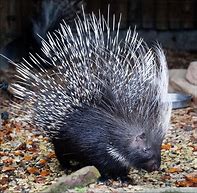 Image result for Images of Porcupine
