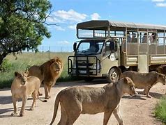 Image result for Lion Safari Park