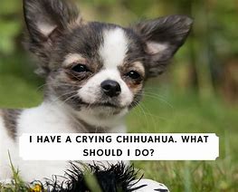 Image result for Crying Sad Chihuahua Meme