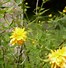 Image result for A Yellow Bush in Wisconsin