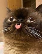 Image result for Broken Cat Funny