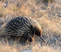 Image result for Spiny Echidna
